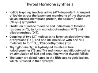 Thyroid Hormone synthesis
• Iodide trapping, involves active (ATP-dependent) transport
of iodide across the basement membrane of the thyrocyte
via an intrinsic membrane protein, the sodium/iodine
(Na+/I–) symporter.
• Oxidation of iodide to iodine and iodination of tyrosine
residues on Tg, to form monoiodotyrosines (MIT) and
diiodotyrosines (DIT).
• Coupling of two DIT molecules to form tetraiodothyronine
or thyroxine (T4 ), and one DIT molecule with one MIT
molecule to form 3,5,3'triiodothyronine (T3).
• Thyroglobuin (Tg ) is hydrolyzed to release free
iodothyronines (T3 and T4) and mono- and diiodotyrosines
by stimulation of TSH and engulfing within thyroid follicle.
• The latter are deiodinated in the fifth step to yield iodide,
which is reused in the thyrocyte.
 