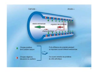 PRINSIP KERJA7MINICAP menggunakansistem CE yang memisahkanmolekulberdasarkankecepatanelektroforesisnyadalambufer alkali dengan pH tertentudalamtabungkapilerdengan diameter 100 μm, yang dipengaruhioleh pH elektrolitdanelectroosmotic flow.