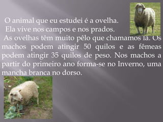 O animal que eu estudei é a ovelha.   Ela vive nos campos e nos prados. As ovelhas têm muito pêlo que chamamos lã. Os machos podem atingir 50 quilos e as fêmeas podem atingir 35 quilos de peso. Nos machos a partir do primeiro ano forma-se no Inverno, uma mancha branca no dorso.