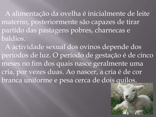  A alimentação da ovelha é inicialmente de leite materno, posteriormente são capazes de tirar partido das pastagens pobres, charnecas e baldios.  A actividade sexual dos ovinos depende dos períodos de luz. O período de gestação é de cinco meses no fim dos quais nasce geralmente uma cria, por vezes duas. Ao nascer, a cria é de cor branca uniforme e pesa cerca de dois quilos.