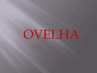       OVELHA  