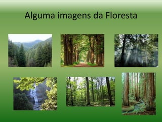 Alguma imagens da Floresta
 