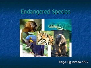 Endangered Species Tiago Figueiredo nº22 
