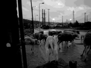 Tiago, o pastor da cidade