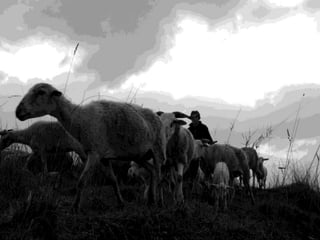 Tiago, o pastor da cidade