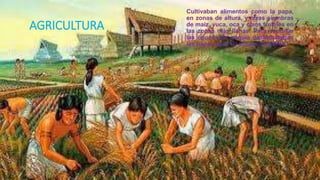AGRICULTURA
Cultivaban alimentos como la papa,
en zonas de altura, y otras siembras
de maíz, yuca, oca y otros frutales en
las zonas más llanas. Para soportar
las épocas de sequía deshidrataban
las papas para su almacenamiento.
 