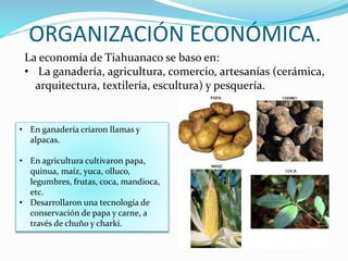 ORGANIZACIÓN ECONÓMICA. 
La economía de Tiahuanaco se baso en: 
• La ganadería, agricultura, comercio, artesanías (cerámica, 
arquitectura, textilería, escultura) y pesquería. 
• En ganadería criaron llamas y 
alpacas. 
• En agricultura cultivaron papa, 
quinua, maíz, yuca, olluco, 
legumbres, frutas, coca, mandioca, 
etc. 
• Desarrollaron una tecnología de 
conservación de papa y carne, a 
través de chuño y charki. 
 
