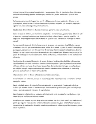 animal información acerca de la localización y la descripción física de los objetos. Este sistema de
ecolocación también puede ser utilizado para comunicarse, evitar obstáculos y localizar a sus
presas.
Su hocico es prominente, largo y fino con 25 a 28 pares de dientes; sus dientes delanteros son
puntiagudos, mientras que los posteriores son más planos y acopados. Los primeros sirven para
agarrar a la presa y los segundos para machacarla.
Los dos tipos del diente sirven diversas funciones: agarrar la presa y machacarla.
Como el resto de delfines, son mamíferos adaptados a vivir en el agua, y como tales, deben de salir
a respirar a través del espiráculo que tienen arriba de la cabeza. Salen a respirar cada 30 a 110
segundos. Para ello primero lanzan un chorro de agua de hasta 2 metros de altura por el orificio
dorsal.
Su reproducción depende del nivel estacional de las aguas, y la gestación dura 315 días, tras los
cuales nace una cría que permanece dos años al lado de la madre. El parto se produce entre mayo,
junio y julio, coincidiendo con el mayor nivel de los ríos y el comienzo de la estación seca. Esto les
favorece ya que cuando nacen las crías y empieza a descender el nivel del agua, se concentran los
peces de los bosques inundados en zonas menos profundas y por lo tanto les es más fácil obtener
alimento.
Se alimentan de cerca de 50 especies de peces. Destacan los Sciaenidos, Cichlidae y Characines,
algunos de ellos con valor comercial. También comen cangrejos. Capturan por ecolocalización en
el fondo del río y que luego llevan hasta la superficie. Comen también tortugas pequeñas de vez
en cuando. Al coger sus presas suelen arrancarles la cabeza antes de comérselas, o si son muy
grandes, las machacan en trozos con sus dientes
Algunas veces se les ve dando saltos o sacando la cabeza del agua.
Generalmente son solitarios, aunque en ocasiones pueden ir acompañados, y raramente forman
pequeños grupos.
Existe mitología acerca de estos delfines; por ejemplo, en la Amazonia Peruana y brasileña se
cuenta que el delfín rosado se transforma por la noche en un apuesto varón, para seducir y luego
robar a las mujeres con la intención de reproducirse.
Las migraciones estacionales se producen principalmente en la época de las inundaciones, y les
llevan a cruzar las fronteras internacionales.
El delfín rosado coincide muchas veces en su distribución con el Tucuxi o Tonina (Sotalia fluviatilis)
por lo que algunas veces pueden ser confundidas las dos especies, pues el tamaño de Tucuxi es
semejante al de los juveniles del delfín rosado y también por la coloración del dorso que en ambos
casos es grisáceo.
 