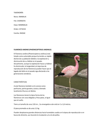 TAXONOMÍA
Reino: ANIMALIA
Filo: CHORDATA
Clase: MAMMALIA
Orden: CETACEA
Familia: INIIDAE
FLAMENCO ANDINO (PHOENICOPTERUS ANDINUS)
El Flamenco andino (Phoenicopterus andinus) está
listado como vulnerable porque ha tenido un rápido
declive de su población debido a la explotación y
disminución de su hábitat en el pasado.
Actualmente, aunque la explotación hacia su hábitat
ha disminuido, la longevidad y la baja tasa de
reproducción de los flamencos pueden hacer que el
legado del daño en el pasado siga afectando a las
generaciones venideras.
CARACTERÍSTICAS
A este flamenco también se le conoce como
parihuana, parina grande y Jututu y llamado
localmente Chururu en Bolivia.
Los flamencos tienen la típica forma de los
flamencos con unas delgadas y finas patas, al igual
que el cuello.
Tiene un tamaño de unos 110 cm. ; Su envergadura alar está en 1 a 1,6 metros.
El peso promedio es de unos 2.2 kg.
Pueden desplazarse grandes distancias hacia humedales usados en la época de reproducción o en
busca de alimento, aun durante la incubación y la cría de pollos.
 