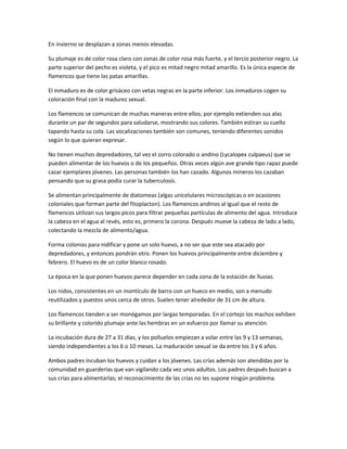 En invierno se desplazan a zonas menos elevadas.
Su plumaje es de color rosa claro con zonas de color rosa más fuerte, y el tercio posterior negro. La
parte superior del pecho es violeta, y el pico es mitad negro mitad amarillo. Es la única especie de
flamencos que tiene las patas amarillas.
El inmaduro es de color grisáceo con vetas negras en la parte inferior. Los inmaduros cogen su
coloración final con la madurez sexual.
Los flamencos se comunican de muchas maneras entre ellos; por ejemplo extienden sus alas
durante un par de segundos para saludarse, mostrando sus colores. También estiran su cuello
tapando hasta su cola. Las vocalizaciones también son comunes, teniendo diferentes sonidos
según lo que quieran expresar.
No tienen muchos depredadores, tal vez el zorro colorado o andino (Lycalopex culpaeus) que se
pueden alimentar de los huevos o de los pequeños. Otras veces algún ave grande tipo rapaz puede
cazar ejemplares jóvenes. Las personas también los han cazado. Algunos mineros los cazaban
pensando que su grasa podía curar la tuberculosis.
Se alimentan principalmente de diatomeas (algas unicelulares microscópicas o en ocasiones
coloniales que forman parte del fitoplacton). Los flamencos andinos al igual que el resto de
flamencos utilizan sus largos picos para filtrar pequeñas partículas de alimento del agua. Introduce
la cabeza en el agua al revés, esto es, primero la corona. Después mueve la cabeza de lado a lado,
colectando la mezcla de alimento/agua.
Forma colonias para nidificar y pone un solo huevo, a no ser que este sea atacado por
depredadores, y entonces pondrán otro. Ponen los huevos principalmente entre diciembre y
febrero. El huevo es de un color blanco rosado.
La época en la que ponen huevos parece depender en cada zona de la estación de lluvias.
Los nidos, consistentes en un montículo de barro con un hueco en medio, son a menudo
reutilizados y puestos unos cerca de otros. Suelen tener alrededor de 31 cm de altura.
Los flamencos tienden a ser monógamos por largas temporadas. En el cortejo los machos exhiben
su brillante y colorido plumaje ante las hembras en un esfuerzo por llamar su atención.
La incubación dura de 27 a 31 días, y los polluelos empiezan a volar entre las 9 y 13 semanas,
siendo independientes a los 6 o 10 meses. La maduración sexual se da entre los 3 y 6 años.
Ambos padres incuban los huevos y cuidan a los jóvenes. Las crías además son atendidas por la
comunidad en guarderías que van vigilando cada vez unos adultos. Los padres después buscan a
sus crías para alimentarlas; el reconocimiento de las crías no les supone ningún problema.
 