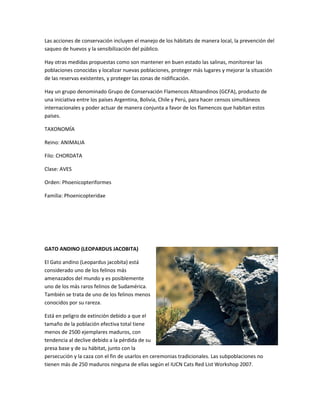 Las acciones de conservación incluyen el manejo de los hábitats de manera local, la prevención del
saqueo de huevos y la sensibilización del público.
Hay otras medidas propuestas como son mantener en buen estado las salinas, monitorear las
poblaciones conocidas y localizar nuevas poblaciones, proteger más lugares y mejorar la situación
de las reservas existentes, y proteger las zonas de nidificación.
Hay un grupo denominado Grupo de Conservación Flamencos Altoandinos (GCFA), producto de
una iniciativa entre los países Argentina, Bolivia, Chile y Perú, para hacer censos simultáneos
internacionales y poder actuar de manera conjunta a favor de los flamencos que habitan estos
países.
TAXONOMÍA
Reino: ANIMALIA
Filo: CHORDATA
Clase: AVES
Orden: Phoenicopteriformes
Familia: Phoenicopteridae
GATO ANDINO (LEOPARDUS JACOBITA)
El Gato andino (Leopardus jacobita) está
considerado uno de los felinos más
amenazados del mundo y es posiblemente
uno de los más raros felinos de Sudamérica.
También se trata de uno de los felinos menos
conocidos por su rareza.
Está en peligro de extinción debido a que el
tamaño de la población efectiva total tiene
menos de 2500 ejemplares maduros, con
tendencia al declive debido a la pérdida de su
presa base y de su hábitat, junto con la
persecución y la caza con el fin de usarlos en ceremonias tradicionales. Las subpoblaciones no
tienen más de 250 maduros ninguna de ellas según el IUCN Cats Red List Workshop 2007.
 