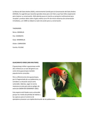 La Alianza del Gato Andino (AGA), anteriormente Comité para la Conservación del Gato Andino
(COCGA), ha sugerido que necesitan grandes áreas para vivir bien y que hace falta cooperación
para mejorar su conservación. AGA además puso en marcha un proyecto multinacional para
recopilar y analizar datos sobre el gato andino con el fin de iniciar esfuerzos de conservación
inmediatos, y en 2004 se elaboró un plan de acción para su conservación.
TAXONOMÍA
Reino: ANIMALIA
Filo: CHORDATA
Clase: MAMMALIA
Orden: CARNIVORA
Familia: FELIDAE
GUACAMAYO VERDE (ARA MILITARIS)
El guacamayo militar o guacamayo verde
(Ara militaris) es un ave del género ara
como otros guacamayos también
popularmente conocidos.
Pero a diferencia de otros guacamayos,
por lo fragmentado de sus poblaciones, se
considera su situación actual como
vulnerable. Además, según la norma
mexicana en este país está en peligro de
extinción (NOM-059-SEMARNAT-2001)
Esta especie está listada como vulnerable
porque los niveles de pérdida de hábitat y
las capturas para el comercio de
ejemplares provocan una rápida disminución de las poblaciones.
 