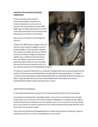 LEMUR DE COLLAR BLANCO (EULEMUR
CINEREICEPS)
El lemur de collar blanco (Eulemur
cinereiceps), también conocido como
(Eulemur albocollaris) es uno de los 25
primates más amenazados del mundo 2006 -
2008, según el listado realizado por la IUCN (la
Unión Internacional para la Conservación de la
Naturaleza), reconocido a nivel mundial.
Ésta es pues una especie en serio peligro de
extinción.
Desde el año 2000 estaba en peligro crítico de
extinción, pero aunque ha bajado un poco su
grado de peligro, no hay que bajar la guardia.
Con respecto a los datos, decir que en 2005 se
estimó, por medio de imágenes tomadas por
satélite, que su hábitat real actual es de tan
solo unos 700 km2, dentro de un área más
grande que abarca todas las zonas ocupadas,
pero que se encuentras separadas entre sí, lo
que aumenta el grado de vulnerabilidad de la especie.
En la Reserva Especial de Manombo y en el Bosque Protegido Manombo hay aproximadamente 60
adultos. En Vevembe hay aproximadamente una densidad de 10 ejemplares/km2. En cambio, al
sur de esta zona hay bosques de baja productividad donde las densidades de lémures también son
bajas. La baja densidad de lémures actual está probablemente relacionada con la escasa
disponibilidad de árboles frutales adecuados para su dieta.
CARACTERÍSTICAS GENERALES
Es una especie perteneciente al grupo de los primates estrepsirrinos de la familia Lemuridae.
Los estrepsirrinos (Strepsirrhini, del griego strepho, curvo y rhinos, nariz) tienen como principal
característica su nariz húmeda. Se encuentran todos en Madagascar y el sudeste de Asia. Algunas
características físicas de este grupo son, por ejemplo, que su nariz se conecta con la boca a través
de un surco y tienen las narinas recubiertas de una membrana desprovista de pelo llamada rinario,
como ocurre con los perros y gatos.
Salvo el Aye aye (Daubentonia Madagascariensis), también perteneciente a este grupo, todos los
estrepsirrinos tienen los incisivos muy apiñados y un único canino.
 