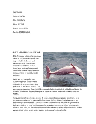 TAXONOMÍA
Reino: ANIMALIA
Filo: CHORDATA
Clase: REPTILIA
Orden: CROCODYLIA
Familia: CROCODYLIDAE
DELFÍN ROSADO (INIA GEOFFRENSIS)
El delfín rosado (Inia geoffrensis), es un
delfín de río considerado vulnerable
según la IUCN. En Ecuador está
catalogado como en peligro de
extinción. Sin embargo es muy
importante conservarlo ya que es la
única especie de cetáceo que habita
exclusivamente en aguas dulces de
América .
La IUCN la ha catalogado como
vulnerable porque se sospecha la
reducción de al menos el 50 % de la
población en los últimos 10 años o tres
generaciones basado en el declive del área ocupada, la disminución de la calidad de su hábitat, de
la menor observación de ejemplares y de los niveles actuales o potenciales de explotación del
hábitat.
Aunque antes se le consideraba el único de su género con tres subespecies, actualmente se le
reconocen dos subespecies, ya que el delfín rosado o delfín boliviano (Inia boliviensis) es una
especie propia endémica de la Cuenca Alta del Río Madeira, que se encuentra mayormente en
Bolivia (el Madeira es el río por el cual salen las aguas bolivianas que se dirigen al Amazonas).
Además, poco tiene que ver con otros delfines como el delfín de Héctor (Cephalorhynchus hectori)
ya que son del mismo orden pero ni siquiera pertenecen a la misma familia.
 