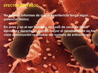EFECTOS ADVERSOS:
No existen informes de que el tiaanfenicol tenga algun
potencial toxico.
En aves y en el ser humano, en caso de usos de dosis
elevadasy durante un tiempo mayor al recomendado se ha
visto disminución reversible del numero de eritrocitos.
.
 