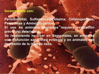 Incompatible con:
Pentobarbital, Sulfametoxipiridazina, Cefalosporinas,
Penicilinas y Aminoglicósidos.
El uso en animales gestantes requiere evaluación
previa del Veterinario.
Se recomienda no usar en Sementales, en animales
con disfunción sanguínea evidente y en animales con
depresión de la médula ósea.
 