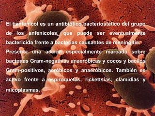 El tianfenicol es un antibiótico bacteriostático del grupo
de los anfenicoles, que puede ser eventualmente
bactericida frente a bacterias causantes de meningitis.
Presenta una acción especialmente marcada sobre
bacterias Gram-negativas anaeróbicas y cocos y bacilos
Gram-positivos, aeróbicos y anaeróbicos. También es
activo frente a espiroquetas, rickettsias, clamidias y
micoplasmas.
 