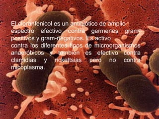 El cloranfenicol es un antibiótico de amplio
espectro efectivo contra germenes gram-
positivos y gram-negativos. Es activo
contra los diferentes tipos de microorganismos
anaeróbicos y también es efectivo contra
clamidias y rickettsias pero no contra
micoplasma.
 