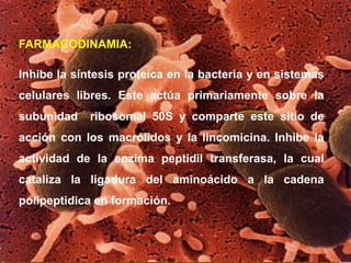 FARMACODINAMIA:
Inhibe la síntesis proteica en la bacteria y en sistemas
celulares libres. Este actúa primariamente sobre la
subunidad ribosomal 50S y comparte este sitio de
acción con los macrólidos y la lincomicina. Inhibe la
actividad de la enzima peptidil transferasa, la cual
cataliza la ligadura del aminoácido a la cadena
polipeptidica en formación.
 