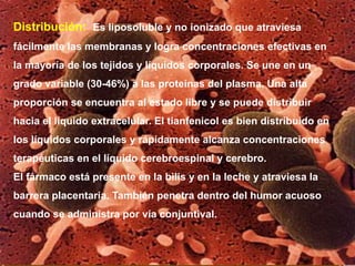 Distribución: Es liposoluble y no ionizado que atraviesa
fácilmente las membranas y logra concentraciones efectivas en
la mayoría de los tejidos y líquidos corporales. Se une en un
grado variable (30-46%) a las proteínas del plasma. Una alta
proporción se encuentra al estado libre y se puede distribuir
hacia el líquido extracelular. El tianfenicol es bien distribuido en
los líquidos corporales y rápidamente alcanza concentraciones
terapéuticas en el líquido cerebroespinal y cerebro.
El fármaco está presente en la bilis y en la leche y atraviesa la
barrera placentaria. También penetra dentro del humor acuoso
cuando se administra por vía conjuntival.
 