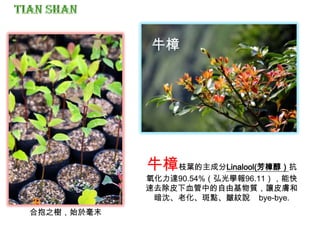 牛樟枝葉的主成分Linalool(芳樟醇）抗
氧化力達90.54%（弘光學報96.11），能快
速去除皮下血管中的自由基物質，讓皮膚和
暗沈、老化、斑點、皺紋說 bye-bye.
合抱之樹，始於毫末
牛樟
 