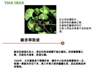 銀杏銀杏萃取液
在古老的傳說中，
它是神奇的醫療之樹，
在最新的醫學研究中，
它是人們追求青春不老的新希
望。
銀杏的超強生命力，是任何其他樹種不能比擬的。即使遭雷擊火
燒，仍能枯木逢春，恢復生機。
1945年，日本廣島原子彈爆炸後，爆炸中心的其他樹種毀於一旦，
唯獨一棵銀杏存活下來，第三年春又萌芽繼續生長，因此被稱為神
奇植物。
 