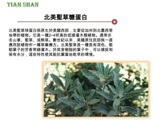 北美聖草球蛋白係原生於美國西部，主要從加州到北墨西哥
地帶的植物。它是一種2~4呎高的低矮灌木類植物。通常亦
名山掌、聖草、或熊草。數世紀以來，美國原住民部族一直
應用該植物作一種草藥療方。北美聖草是一種長有深色、堅
靭葉子的芳香常綠灌木。於其含樹脂的葉子中，可以捕捉和
保有水分，這些特性使其能抗禦當地乾旱的環境。
北美聖草糖蛋白
 