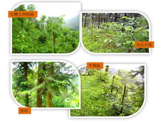 台灣土肉桂區
烏心石區
香杉
牛樟區
 