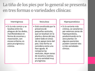 La tiña de los pies por lo general se presenta
en tres formas o variedades clínicas:
Intertriginosa
• Es la más común y se
localiza entre los
pliegues de los dedos,
manifestándose en
forma de escamas y
maceración, con
escaso eritema; es
poco pruriginosa y
crónica.
Vesiculosa
• Está constituida por la
presencia de
pequeñas vesículas,
que se localizan en la
planta y dorso del pie,
sobre todo en áreas
de no apoyo (arco del
pie). Esta forma se
considera como una
fase aguda. Al
romperse las
vesículas, dejan zonas
de escama y costras;
es una variedad muy
pruriginosa.
Hiperqueratósica
• Es la variante más
crónica, se caracteriza
por extensas zonas de
hiperqueratosis,
predominando en la
zona plantar. En
algunos pacientes
pueden coexistir dos
o más variedades
clínicas.
 