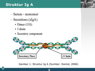 Struktur Ig AGambar 1: Struktur Ig A (Sumber: Siemel, 2006)3
