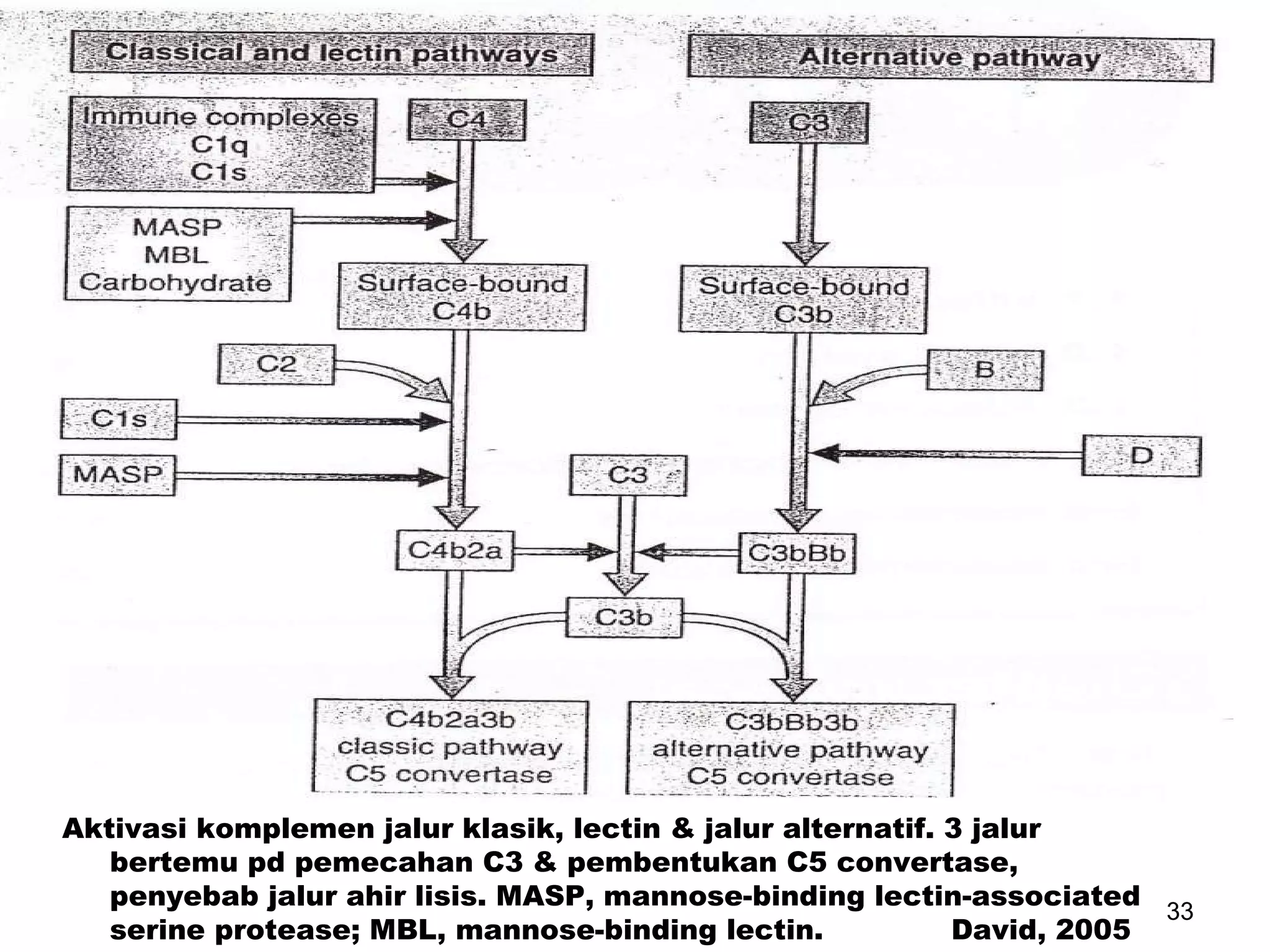 Aktivasi komplemen jalur klasik, lectin & jalur alternatif. 3 jalur bertemu pd pemecahan C3 & pembentukan C5 convertase, penyebab jalur ahir lisis. MASP, mannose-binding lectin-associated serine protease; MBL, mannose-binding lectin.  David, 2005 