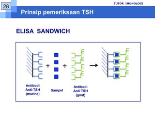 Prinsippemeriksaan T3TUTOR  IMUNOLOGI117EIA KompetitifGoat anti-mouse IgGT3 conjugateMouse Ab anti-T3Sampel
