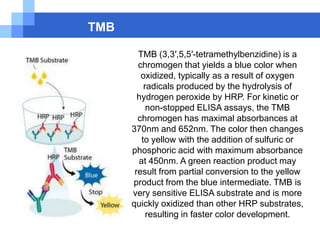 T4 Neonatus > 6.5 ug/dLDewasa 4.6-11.0T3 Dewasa 20-50 tahun 70-204 ng/dL   50-90 tahun 40-181T3 Dewasa 10-28 ng/dLFT4 Dewasa 0.8-2.0 ng/dLTUTOR  IMUNOLOGI