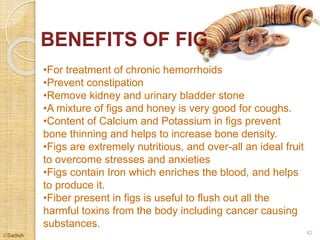 BENEFITS OF FIG
•For treatment of chronic hemorrhoids
•Prevent constipation
•Remove kidney and urinary bladder stone
•A mixture of figs and honey is very good for coughs.
•Content of Calcium and Potassium in figs prevent
bone thinning and helps to increase bone density.
•Figs are extremely nutritious, and over-all an ideal fruit
to overcome stresses and anxieties
•Figs contain Iron which enriches the blood, and helps
to produce it.
•Fiber present in figs is useful to flush out all the
harmful toxins from the body including cancer causing
substances.
42
©Sadiqh
 
