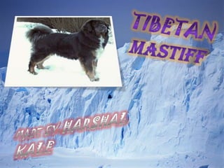 Tibetan mistaff