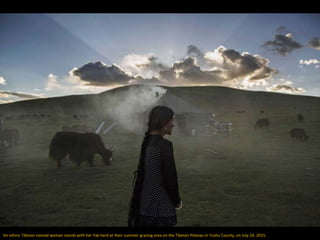 An ethnic Tibetan nomad woman stands with her Yak herd at their summer grazing area on the Tibetan Plateau in Yushu County, on July 24, 2015.
 