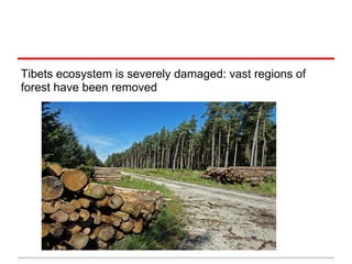 Tibets ecosystem is severely damaged: vast regions of
forest have been removed
 