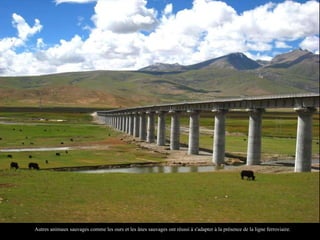 Tibet sncf sur_le_toit_du_monde