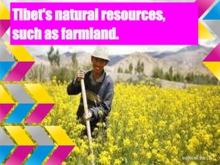 Tibet's natural resources,
such as farmland.
 