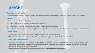 The tibia is the larger, medial bone of the leg. It bears body weight ...