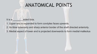 The tibia is the larger, medial bone of the leg. It bears body weight ...