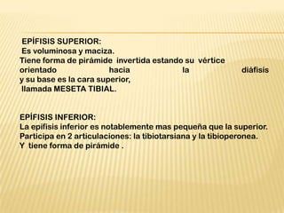 EPÍFISIS SUPERIOR:
Es voluminosa y maciza.
Tiene forma de pirámide invertida estando su vértice
orientado hacia la diáfisis
y su base es la cara superior,
llamada MESETA TIBIAL.
EPÍFISIS INFERIOR:
La epífisis inferior es notablemente mas pequeña que la superior.
Participa en 2 articulaciones: la tibiotarsiana y la tibioperonea.
Y tiene forma de pirámide .