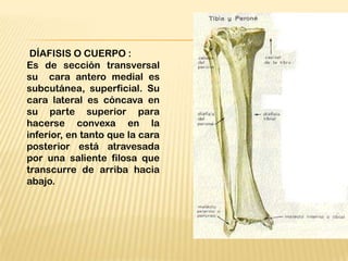 DÍAFISIS O CUERPO :
Es de sección transversal
su cara antero medial es
subcutánea, superficial. Su
cara lateral es cóncava en
su parte superior para
hacerse convexa en la
inferior, en tanto que la cara
posterior está atravesada
por una saliente filosa que
transcurre de arriba hacia
abajo.