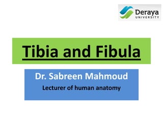 Tibia and Fibula
Dr. Sabreen Mahmoud
Lecturer of human anatomy
 
