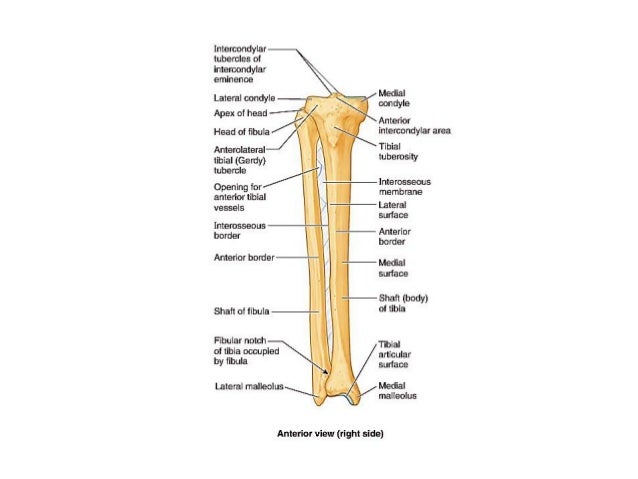 Tibia and fibula, Dr. ...