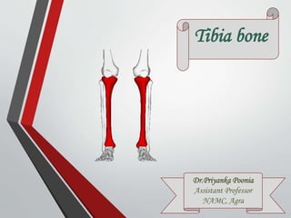 Tibia bone
Dr.Priyanka Poonia
Assistant Professor
NAMC, Agra
 