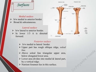 Medial surface
 b/w medial to anterior border.
 Broad & subcutaneous.
Posterior surface
 b/w medial to lateral border.
...