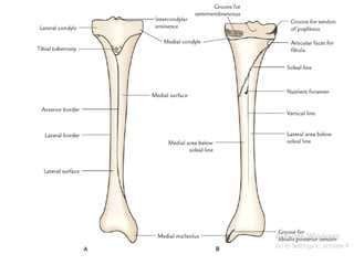 Comprehensive Anatomical Study of the Tibia Bone by Dr Riya Bhatt | PPTX