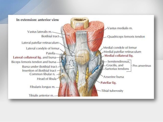 5. Muscle attachments • ITB to Gerdy's tubercle ...