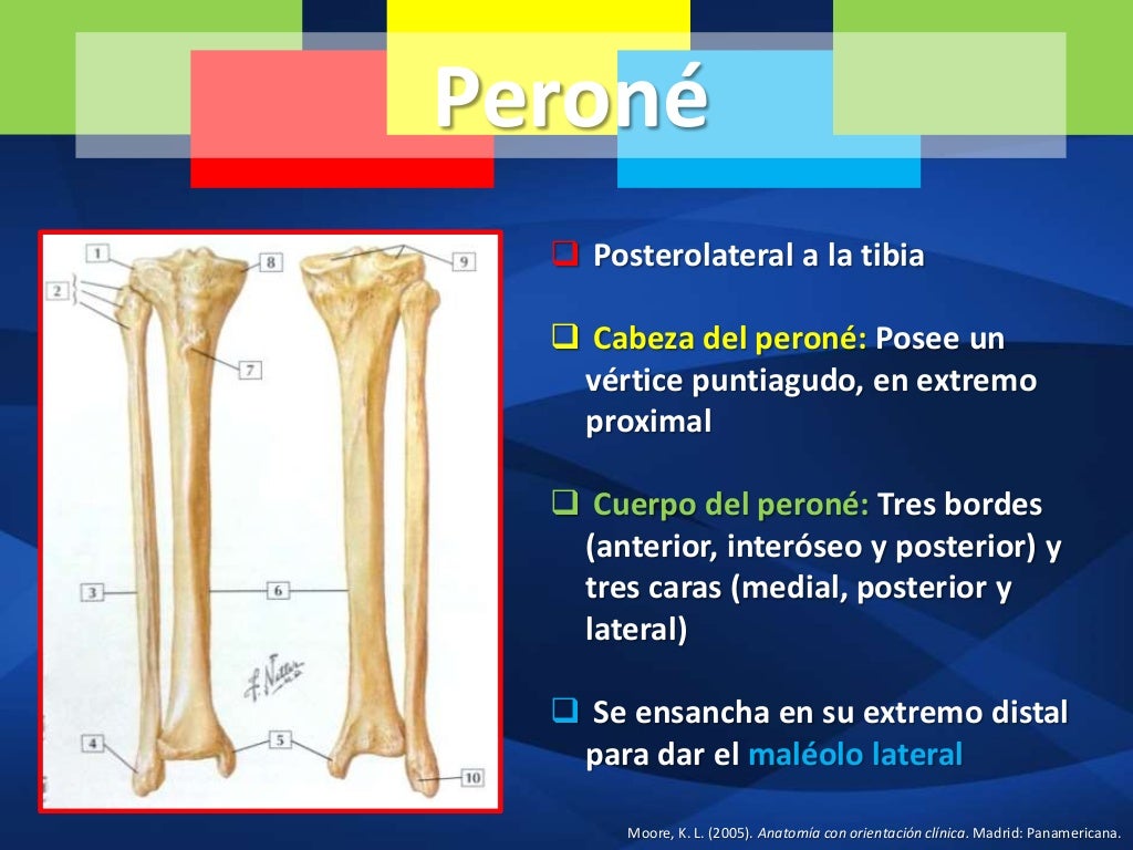 Tibia, peroné, articulación de la rodilla